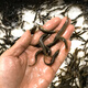 桐汝壁泥-鰍苗小泥-鰍鮮活寵物魚龍魚烏龜筏釣小魚淡水活體飼料魚 泥鰍1-3cm100條超值