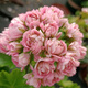 唯友大花天竺葵盆栽重瓣四季垂吊開(kāi)花直立花卉庭院陽(yáng)臺帶花苞發(fā)貨花苗 啊塔