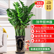 嘆為觀止 大型盆栽 單桿辮子發(fā)財樹天堂鳥綠蘿散尾葵辦公室內(nèi)開業(yè)喬遷禮品 大型金錢樹1-1.2米【財源廣進】 含盆