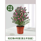 種花迷松紅梅盆栽帶花苞三色梅室內(nèi)外陽臺庭院四季好養(yǎng)濃香型鮮花卉植物 松紅梅3年苗（帶花苞發(fā)貨 四季開 不含盆