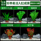 瘋狂水草懶人養魚(yú)缸水草植物直接入缸魚(yú)缸造景套餐20-30cm 源頭直發(fā)包郵