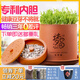 田園夢(mèng)紫砂豆芽機家用全自動(dòng)豆芽罐家用生豆芽機發(fā)花生芽菜機陶瓷豆芽罐 大款土陶豆芽罐（可發(fā)3斤豆芽）