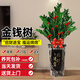 臨雅金錢(qián)樹(shù)盆栽室內客廳大型發(fā)財樹(shù)喬遷開(kāi)業(yè)綠植四季好養植物源頭直發(fā)