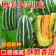 中科茂華（ZHONG KE MAO HUA）甜瓜種子 京蜜一號早熟香瓜種子雜交薄皮抗病 甜瓜種籽春季瓜種子 博美9號甜瓜種子20粒
