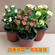 鐵海棠黃色虎刺梅盆栽花開(kāi)不斷虎刺梅小花四季開(kāi)花室內 紅+黃+白【帶花發(fā)貨】培育盆發(fā)貨 含盆