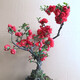 花e流長(cháng)壽冠海棠盆栽盆景梅花樹(shù)樁重瓣紅花海棠花紅梅樹(shù)苗耐寒植物 6年長(cháng)壽海棠