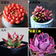 迎虞花苑新手帶盆多肉植物盆栽套餐綠植盆景組合活動(dòng)批發(fā) 紅+吹雪之松+烏木+晚霞之舞