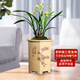 劉閣蘭花蘭花建蘭四季蘭夏皇梅好養(yǎng)濃香花卉盆栽 2苗帶花苞裸根源頭直發(fā)
