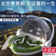 科學(xué)罐頭 SCIENCE CAN蠶寶寶學(xué)生養蠶套裝太空艙飼養觀(guān)察盒活體春蠶卵養育工具養蠶倉 蠶寶寶觀(guān)察太空艙