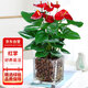 花行榜水培白掌盆栽一帆風(fēng)順花卉綠植 紅掌（方缸玻璃盆+陶粒）源頭直發(fā)