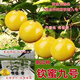 欽蜜9號百香果苗廣西純甜黃金樹苗庭院盆栽種植當(dāng)年結(jié)果帶土四季 2顆 欽蜜九號黃金百香果 30—40cm