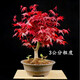 意軒日本紅楓紅舞姬老樁盆景四季客廳室內盆栽植物 根莖3公分帶分叉盆景苗