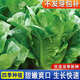正宗孔雀菜種子羅馬直立生菜種籽農(nóng)家菜園陽(yáng)臺(tái)盆栽易種植蔬菜種子 綠孔雀菜種子【2袋】約1200粒