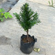 曼地亞紅豆杉盆栽樹(shù)苗庭院盆景凈化空氣原盆原土四季常青觀(guān)葉占地 20cm高原盆 不含盆