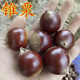 子豪緣板栗樹(shù)苗 錐栗子苗 錐栗樹(shù)苗 建甌錐栗苗 尖栗苗當(dāng)年結(jié)果樹(shù)苗 4年結(jié)果苗 60cm(含)-110cm(含)