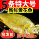 新鮮大黃魚速凍5條深海大黃花魚現(xiàn)捕鮮活冷凍3條海魚鮮魚海鮮水產(chǎn) 五條黃花魚（劃算） 獨(dú)立包裝
