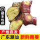 辰實(shí)【順豐】新鮮南姜 廣東潮汕山姜潮州姜 蘆葦姜 1斤 【新鮮南姜 順豐快遞】