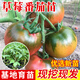 種菜記小番茄苗西紅柿辣椒苗幼苗蔬菜苗菜苗四季夏季南方種陽(yáng)臺專(zhuān)用秧苗 草莓番茄苗5棵 送1棵