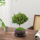 八芽 小葉赤楠盆景擺件室內(nèi)綠植花卉盆栽老樁客廳辦公室桌面好養(yǎng)植物 （舍得紫砂盆赤楠+鋪面+托盤）