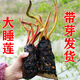 池塘睡蓮花魚(yú)缸睡蓮根塊帶花苞四季盆栽水培植物庭院睡蓮花苗潤(rùn)景 大睡蓮【5棵混色裝】