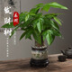 綠蔭巷子發(fā)財樹盆栽植物綠植好養(yǎng)活桌面辦公室室內(nèi)小盆景花卉四季常青 【三桿發(fā)財樹】丹鳳紫砂盆 底座