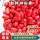 神秘果新鮮水果神奇果變味果應(yīng)季酸變甜罕見(jiàn)鮮果蜜拉圣果現(xiàn)發(fā)包郵 12粒果干