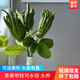 辰實(shí)【現摘黃果】佛手柑 金華香櫞果 佛手果新鮮特產(chǎn)佛手鮮果供佛 3枝迷你青果【特長(cháng)枝約18-25cm】