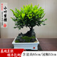 卓美御庭小葉紫檀盆景名貴精品盆栽老樁室內(nèi)造型綠植擺件原生臺灣進口真樹 小葉紫檀50號