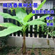 欽滿芭蕉樹苗綠植盆栽庭院香蕉樹苗大型北方室外內(nèi)耐寒植物大葉巴蕉 芭蕉樹苗40～50高2棵 基地直銷