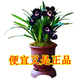 超香型 蘭花 藍(lán)寶石 室內(nèi)盆栽花卉綠植 基地直銷 黑雪姬 2苗連體