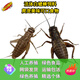 【白蟋蟀-活體】蛐蛐螳螂守宮食物倉鼠糧八哥鸚鵡飼料爬蟲飼料 精選活體白蟋蟀0.3-0.7cm60只
