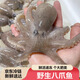 當天海捕鮮活章魚(yú)海捕迷你爆頭八爪魚(yú)海鮮生鮮魚(yú)活凍小章魚(yú)免處理 5斤