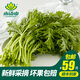 小湯山 蒿子稈 約250g 新鮮蔬菜基地種植當(dāng)天采摘