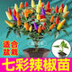 康和豐觀(guān)賞食用七彩五彩多彩小辣椒苗秧苗四季陽(yáng)臺盆栽蔬菜種子根系發(fā)達 七彩辣椒苗5棵+送1棵+10g肥