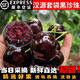 朵芮蜜現(xiàn)摘四川漢源車厘子黑珍珠套袋果美早大櫻桃新鮮甜新鮮水果次日達 4斤(凈重)  24mm-26mm