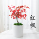 臨雅紅楓盆景樹(shù)苗綠植物室內(nèi)桌面辦公室盆栽老樁耐寒不含盆源頭直發(fā)