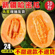 正宗新疆吐魯番哈密瓜9斤新鮮水果一整箱西州蜜25號當(dāng)季網(wǎng)紋瓜 精選8-9斤（2-3個瓜）JD快遞