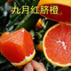臍橙子苗 橙子樹(shù)苗 九月紅臍橙苗 早熟橙子臍橙苗 盆栽地栽果樹(shù)苗 1年小苗