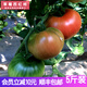 舍客（SGOOR）草莓西紅柿 沙瓤自然熟 新鮮水果番茄密云鐵皮柿子適合生吃 京彩番茄 5斤 健康好果適合生吃
