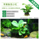 AIPHAROW魚缸中后景綠菊坨草活體淡水懶人造景蜈蚣草造景植物綠宮廷坨草 蘋果象耳小坨