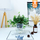 綠有意金邊常春藤盆栽水培花卉植物室內(nèi)垂吊蘭綠植好養(yǎng)常青長青藤 精品120#常春藤15-20cm【冬瓜瓶 帶盆栽好
