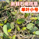 辰實【現(xiàn)貨】廣東新鮮石橄欖草 雙葉石仙桃 現(xiàn)采石橄欖 單葉小號石橄欖500克