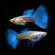 天空藍藍白孔雀魚(yú)精品魚(yú)小型魚(yú)緞帶蝶翼燕尾大c天空藍淡水魚(yú) 3-4月齡藍白2公5母