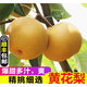 湖北砂梨黃花梨新鮮現(xiàn)摘翠冠黃冠圓黃梨子水果沙梨順豐 10斤 普通快遞