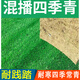 茗花潭草坪種子矮生四季青草坪草籽庭院綠化四季常青護坡草種子免修剪花 混播四季青1斤【經(jīng)濟實(shí)惠】