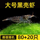 逸樂寵黑殼蝦除藻清潔工具蝦大號去綠藻黑藻去苔寵物蝦魚活體飼料觀賞蝦 大號黑殼蝦雌雄隨機80只+20防損