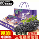 儲褚【順豐直發(fā)】云南夏黑葡萄 新鮮無籽黑提子黑加侖 應(yīng)季水果禮盒裝 5斤串禮盒裝