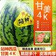 京營(yíng)覓選正宗甘美4K站神新鮮無(wú)籽時(shí)令超甜西瓜當季水果禮盒 甘美西瓜5-6斤【1個(gè)裝】