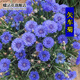 蝶沾花 室外蜜源植物花卉種子矢車(chē)菊四季種易活花種子耐寒花種籽藍芙蓉戶(hù)外花海綠化花籽庭院易種草花種子 矢車(chē)菊混色 1千粒