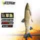 密園小農 魚(yú) 草魚(yú)北京【密云水庫】現捕現發(fā)淡水鮮魚(yú)新鮮魚(yú)肉生鮮整條 1條 約2.5-3斤